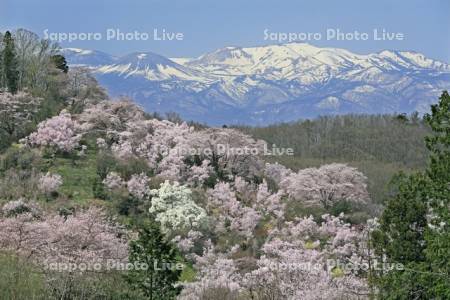 桜咲く花見山公園と吾妻連邦