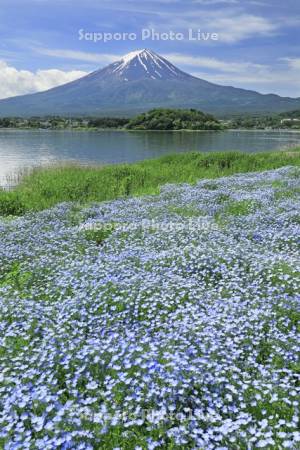 河口湖のネモフィラと富士山