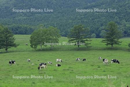 乳牛の牧場