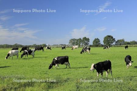 乳牛の牧場