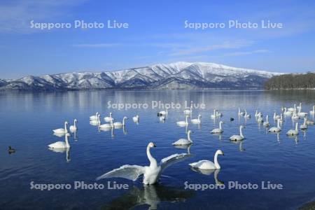 屈斜路湖の白鳥と藻琴山