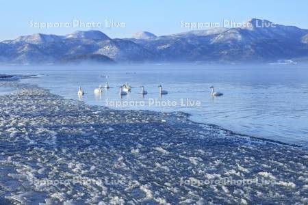 凍る 屈斜路湖と白鳥