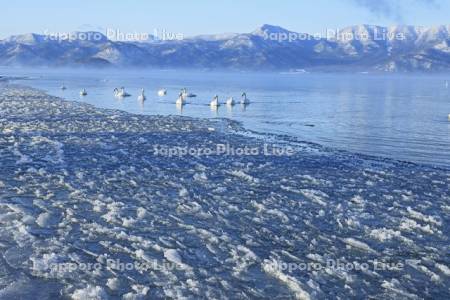 凍る 屈斜路湖と白鳥