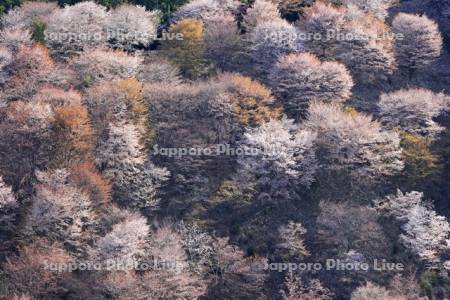 吉野山の桜・世界遺産