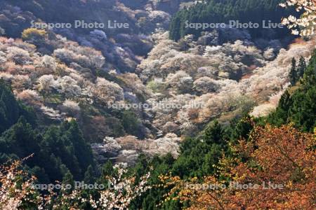 吉野山の桜・世界遺産