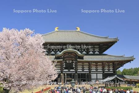 東大寺の大仏殿と桜・世界遺産