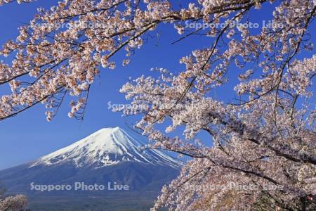 河口湖の桜と富士山・世界遺産