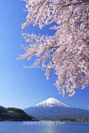 河口湖の桜と富士山・世界遺産