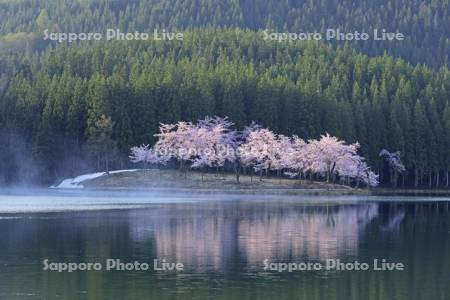朝霧と中子の桜