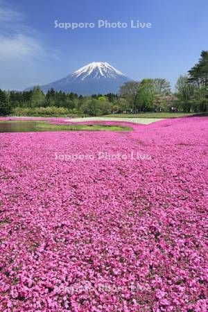 富士本栖湖リゾートの芝桜と富士山・世界遺産