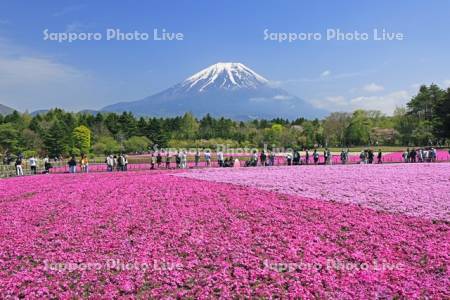 富士本栖湖リゾートの芝桜と富士山・世界遺産