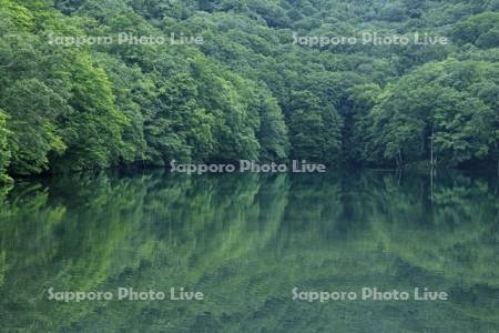 蔦七つ沼の蔦沼