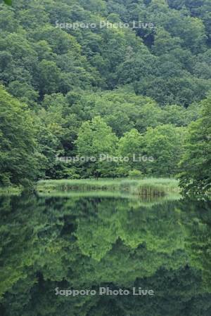 蔦七つ沼の菅沼