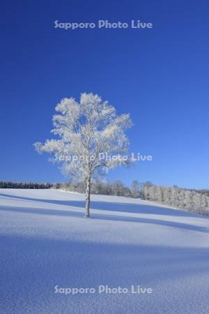 丘の霧氷の一本木