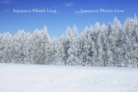 霧氷のシラカバ並木