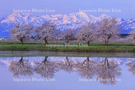 池に映る桜と妙高山