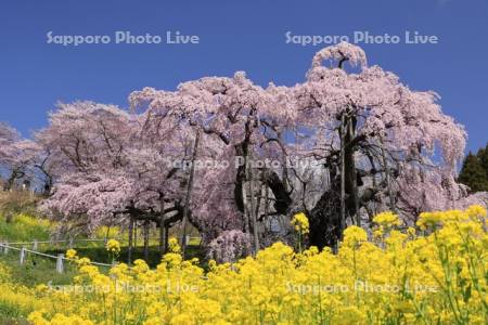 三春の滝桜と菜の花