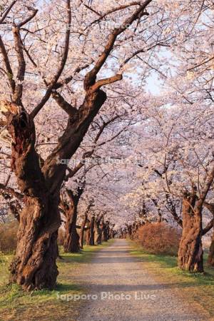朝の北上展勝地の桜並木のトンネル