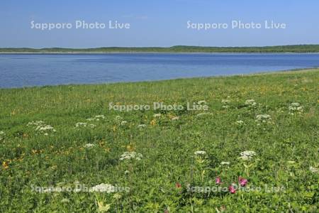 野付半島の原生花園