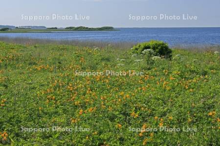 野付半島の原生花園・エゾカンゾウ