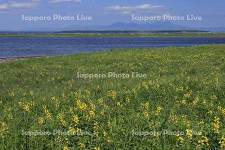 野付半島の原生花園・センダイハギ