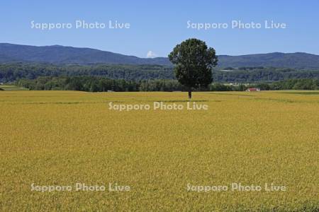 稔る稲穂の田んぼ