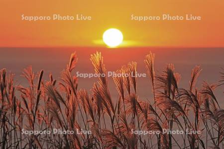 磯谷高原からススキと日本海に沈む夕日