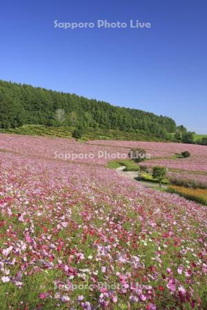 太陽の丘えんがる公園虹の広場コスモス園