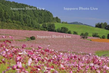 太陽の丘えんがる公園虹の広場コスモス園