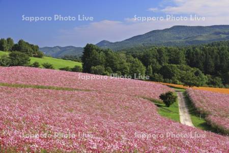 太陽の丘えんがる公園虹の広場コスモス園