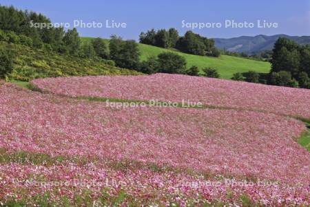 太陽の丘えんがる公園虹の広場コスモス園