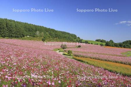太陽の丘えんがる公園虹の広場コスモス園