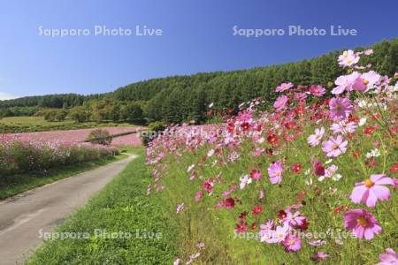 太陽の丘えんがる公園虹の広場コスモス園