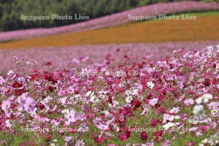 太陽の丘えんがる公園虹の広場コスモス園