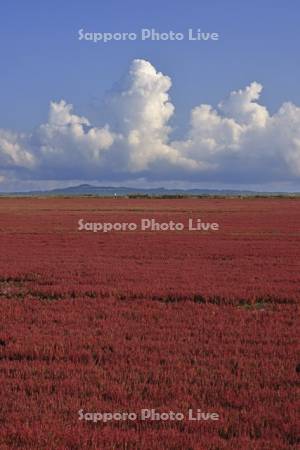 能取湖のサンゴソウ
