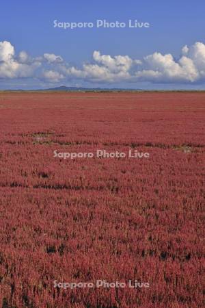 能取湖のサンゴソウ