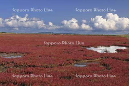 能取湖のサンゴソウ