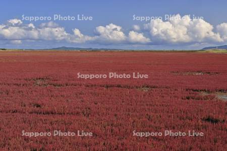能取湖のサンゴソウ