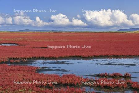 能取湖のサンゴソウ