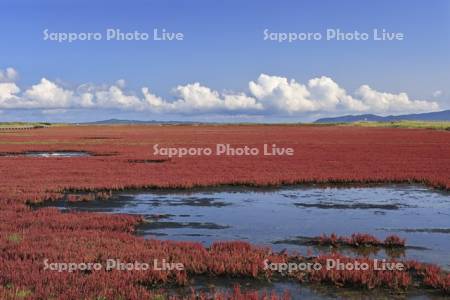 能取湖のサンゴソウ