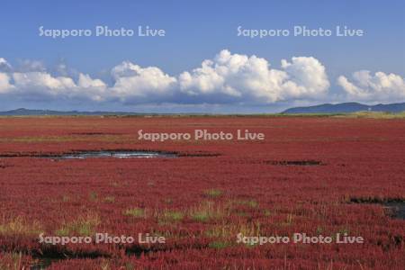 能取湖のサンゴソウ