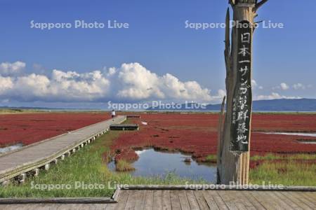 能取湖のサンゴソウ