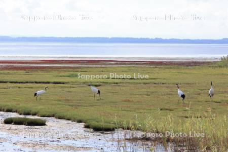 能取湖のサンゴソウとタンチョウ