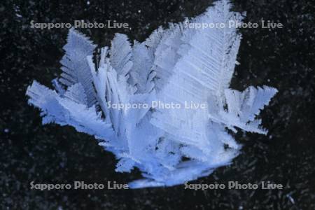 屈斜路湖のフロストフラワー・霜の花