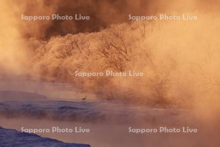 気嵐と朝日に染まる霧氷とタンチョウ