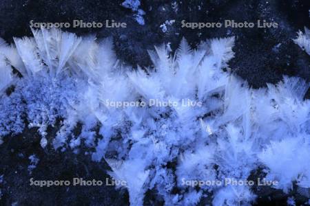 屈斜路湖の凍る湖面のフロストフラワー・霜の花