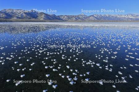 屈斜路湖の凍る湖面のフロストフラワー・霜の花