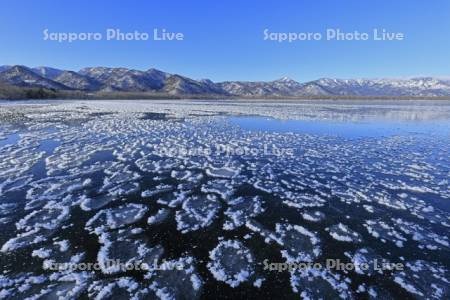 屈斜路湖の凍る湖面のフロストフラワー・霜の花