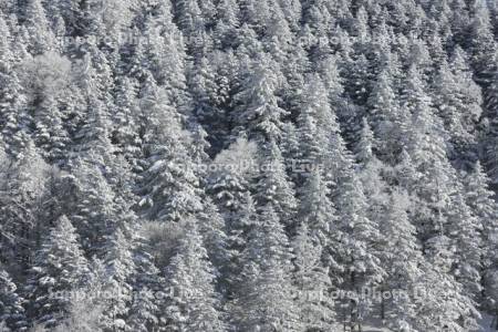 藻琴山の雪の針葉樹の森