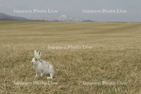 牧草地で過ごすエゾユキウサギ